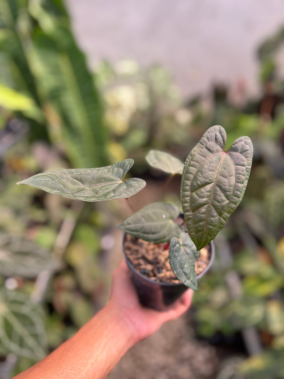 Anthurium RVDP x Black Muscle