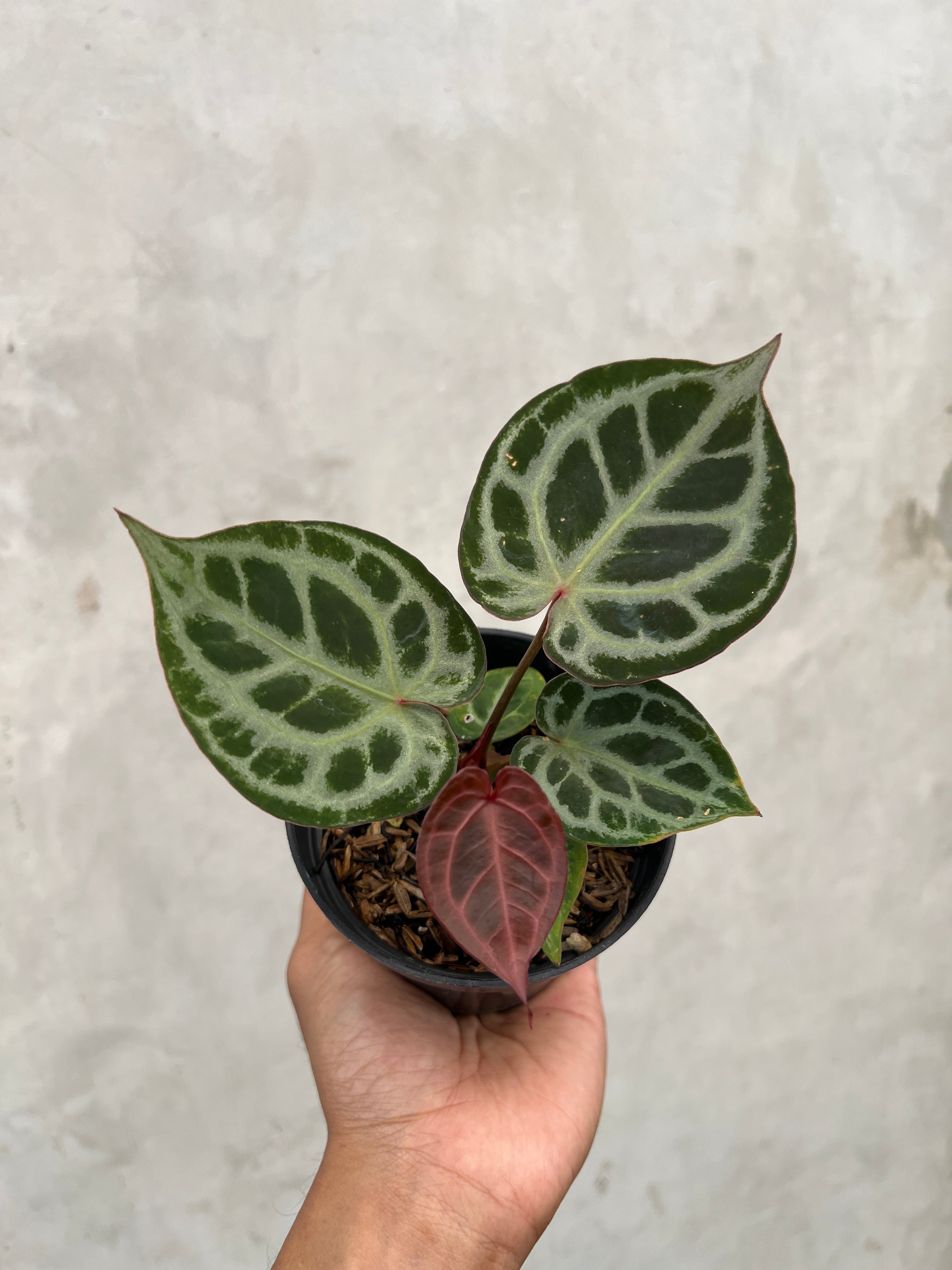 Anthurium Red Tiger Selected