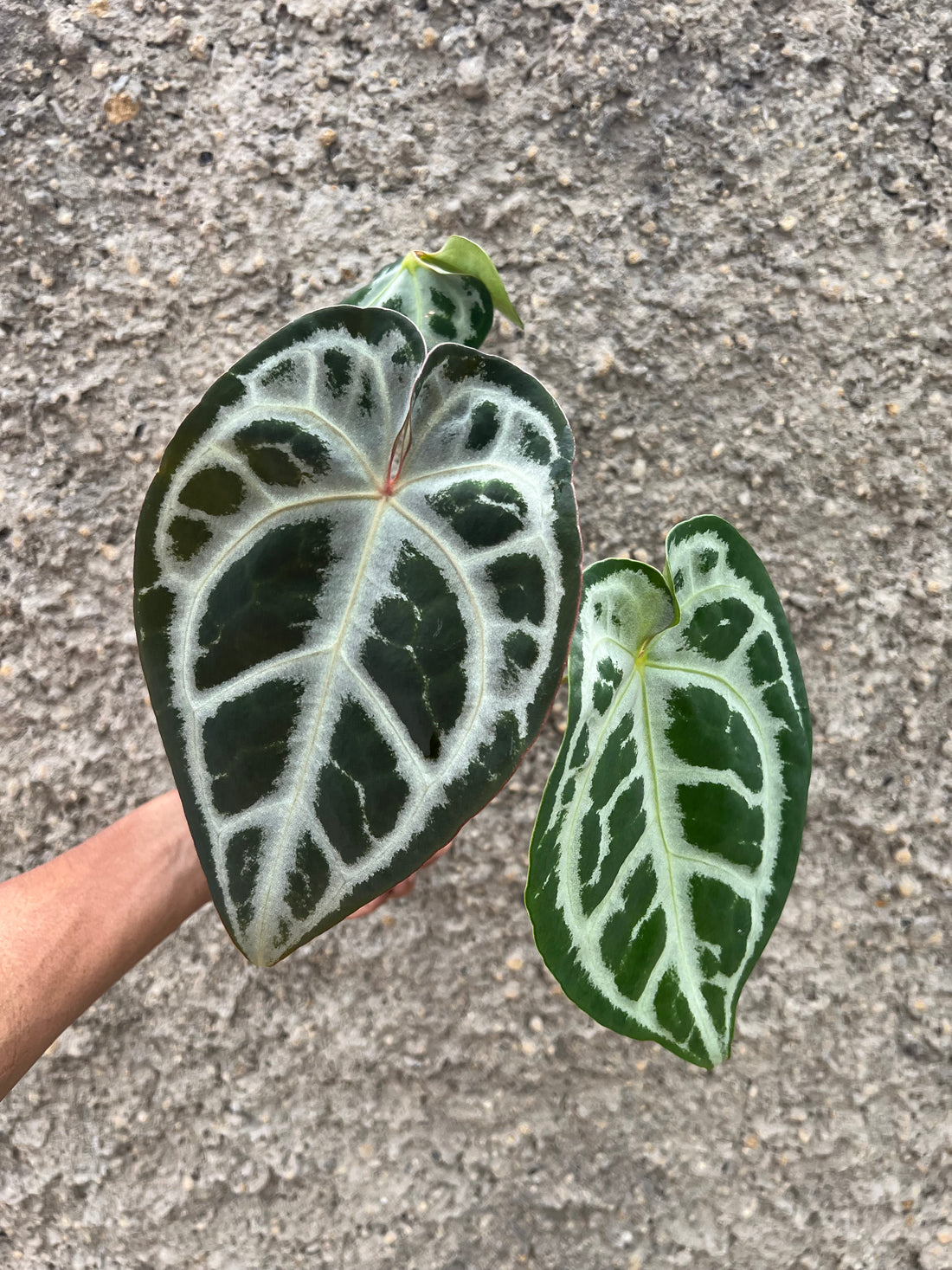 Anthurium SKG SILVER x Red Crystallinum NSE