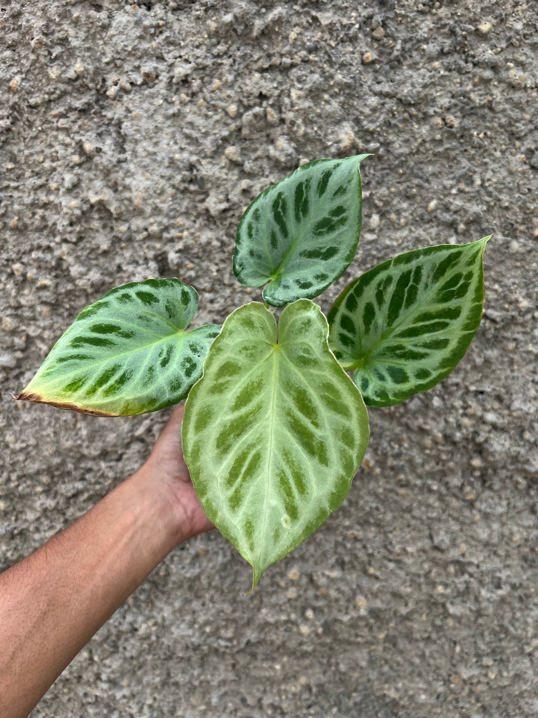 Anthurium Silver Tiger F1