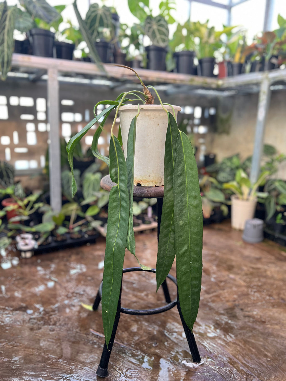 Anthurium Wendingeri