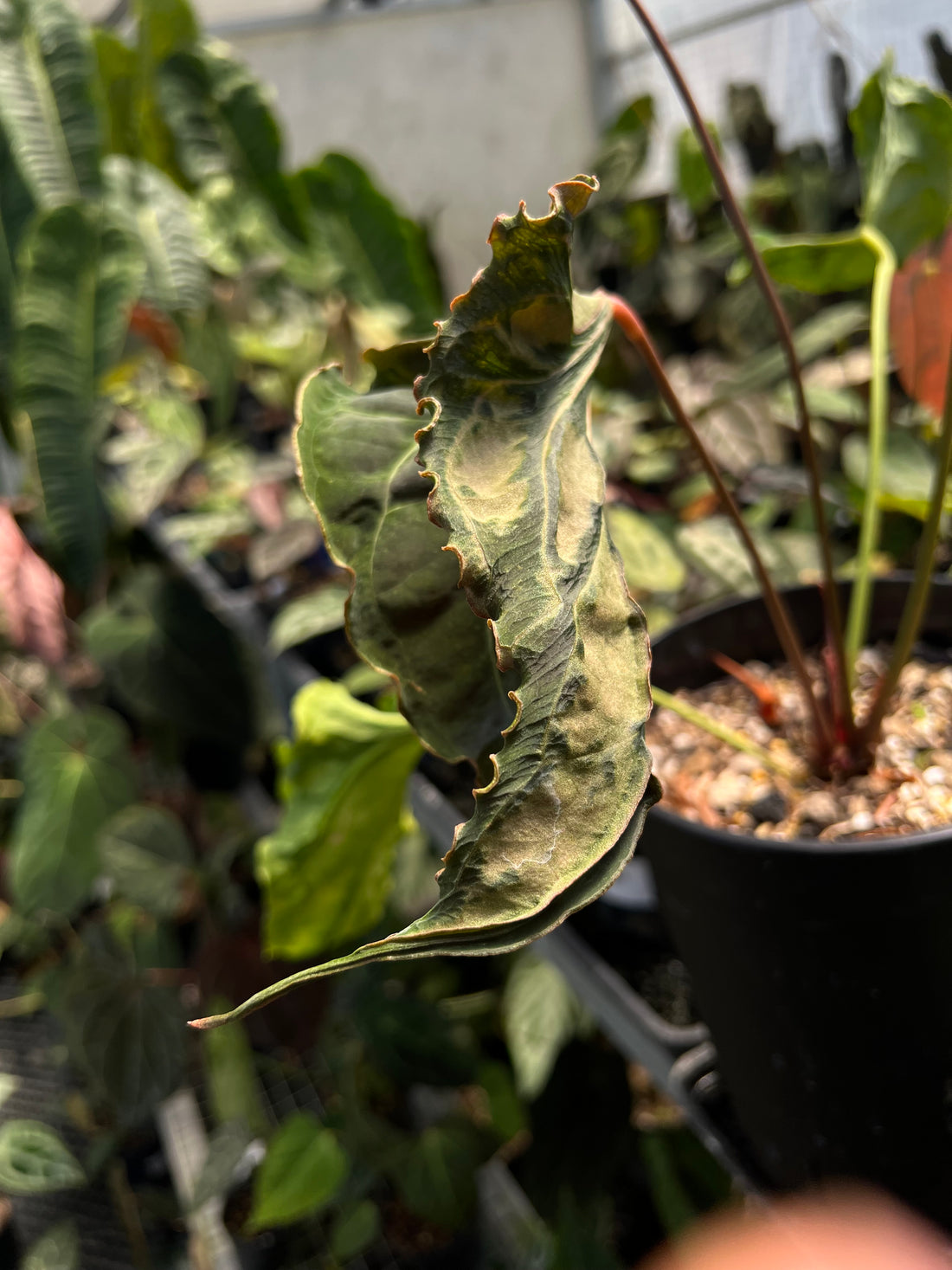 Anthurium ( X one x Portillae) Muchlis