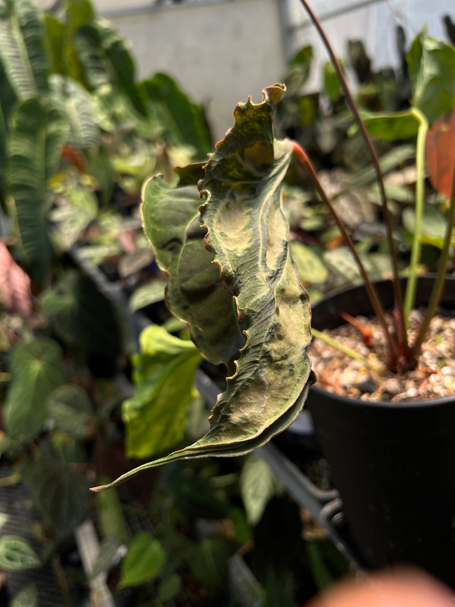 Anthurium ( X one x Portillae) Muchlis