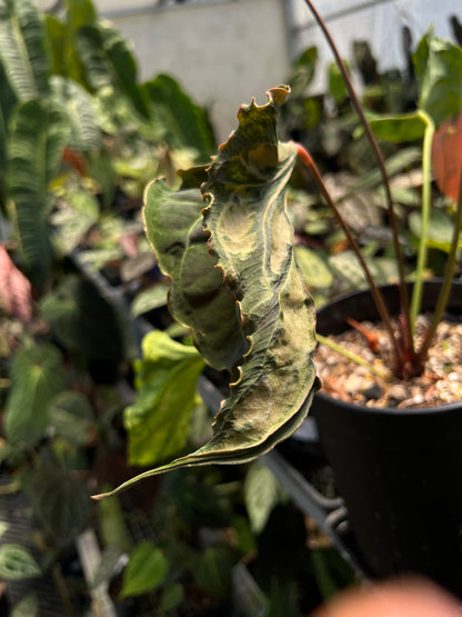 Anthurium ( X one x Portillae) Muchlis