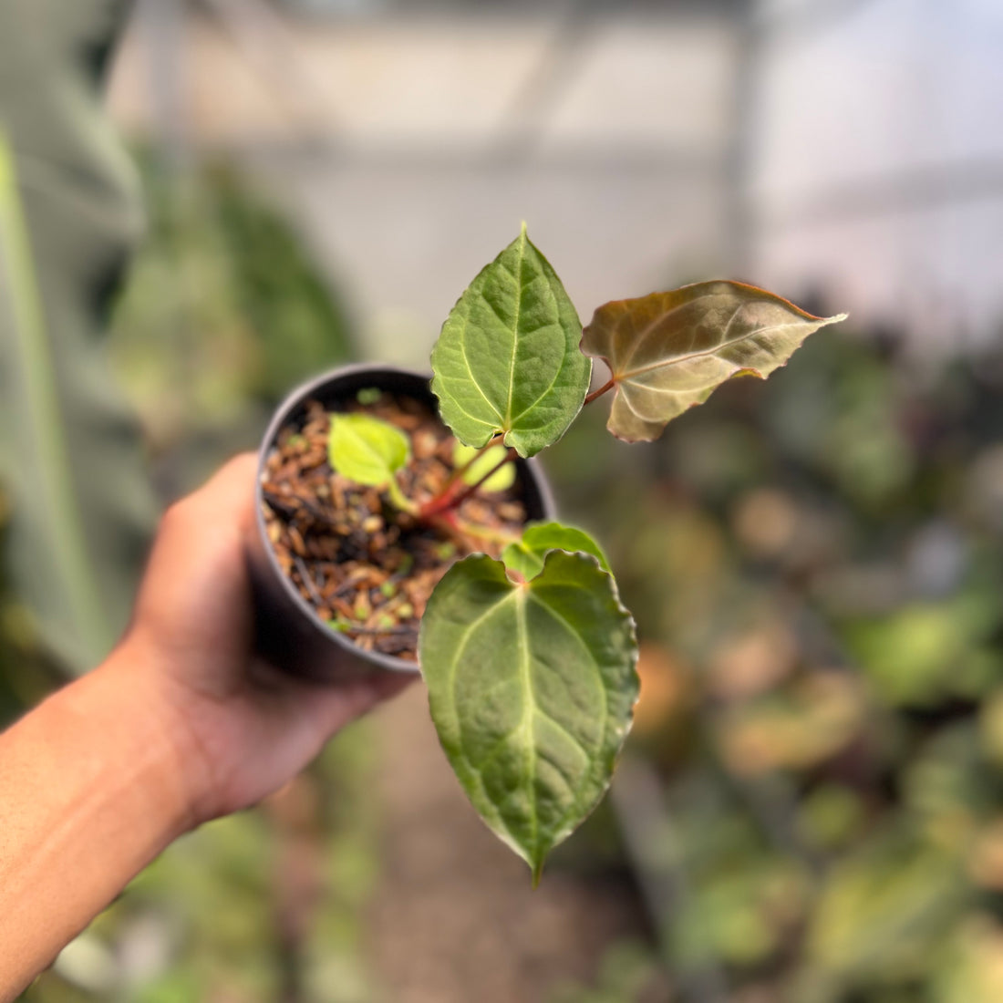 Anthurium( X one x Portillae x Muclis) Blood Of Blue