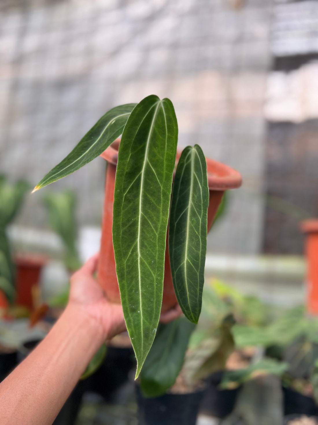 Anthurium warocqueanum Dark Form