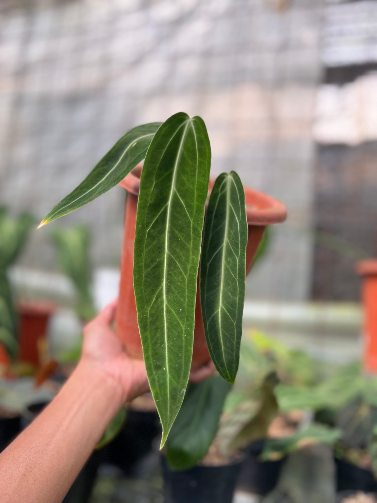 Anthurium warocqueanum Dark Form