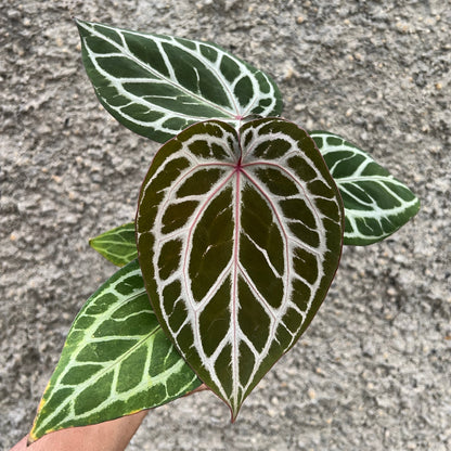 Anthurium Dreamweaver xself