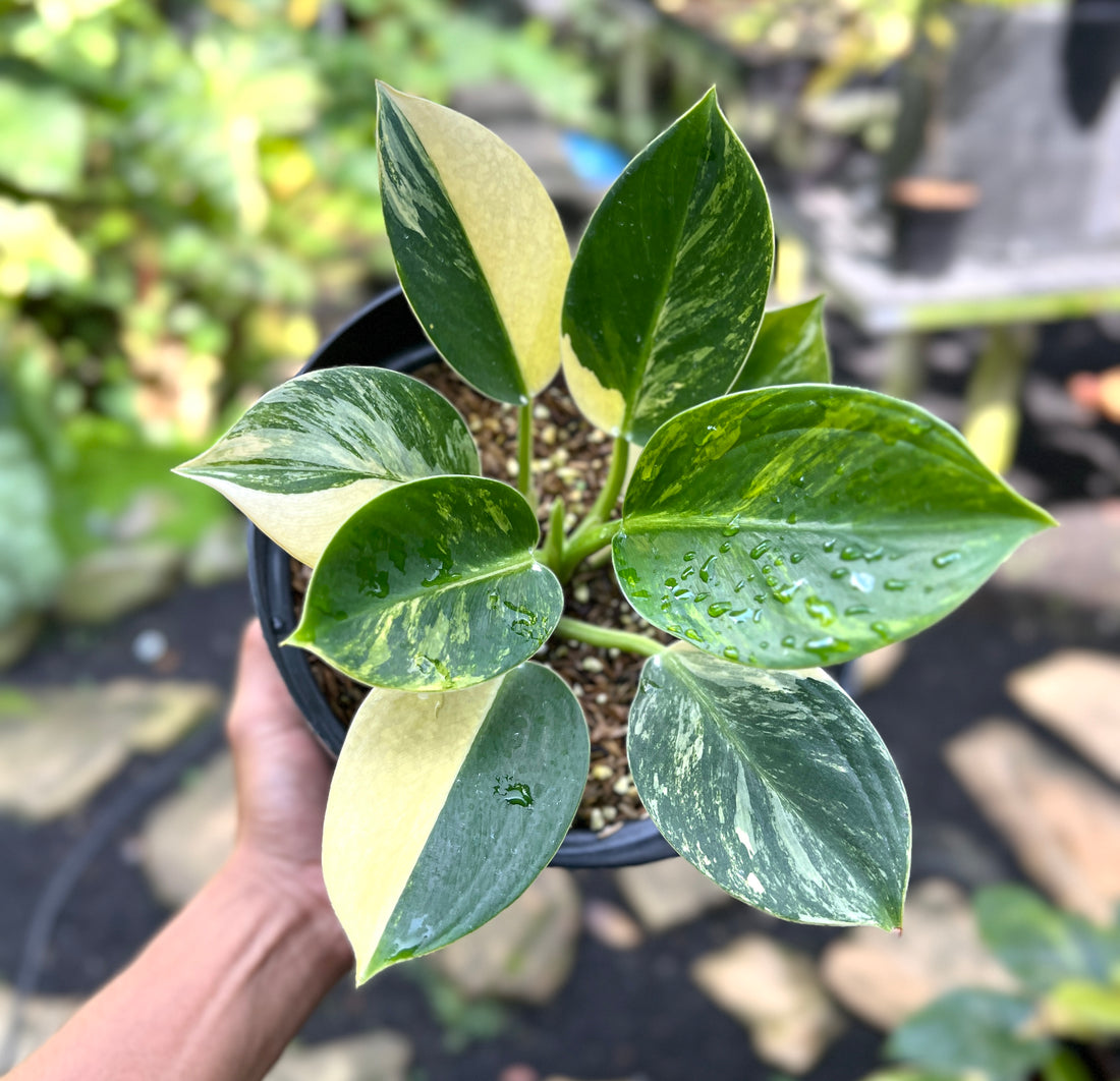 Philodendron White Princess Galaxy Variegated
