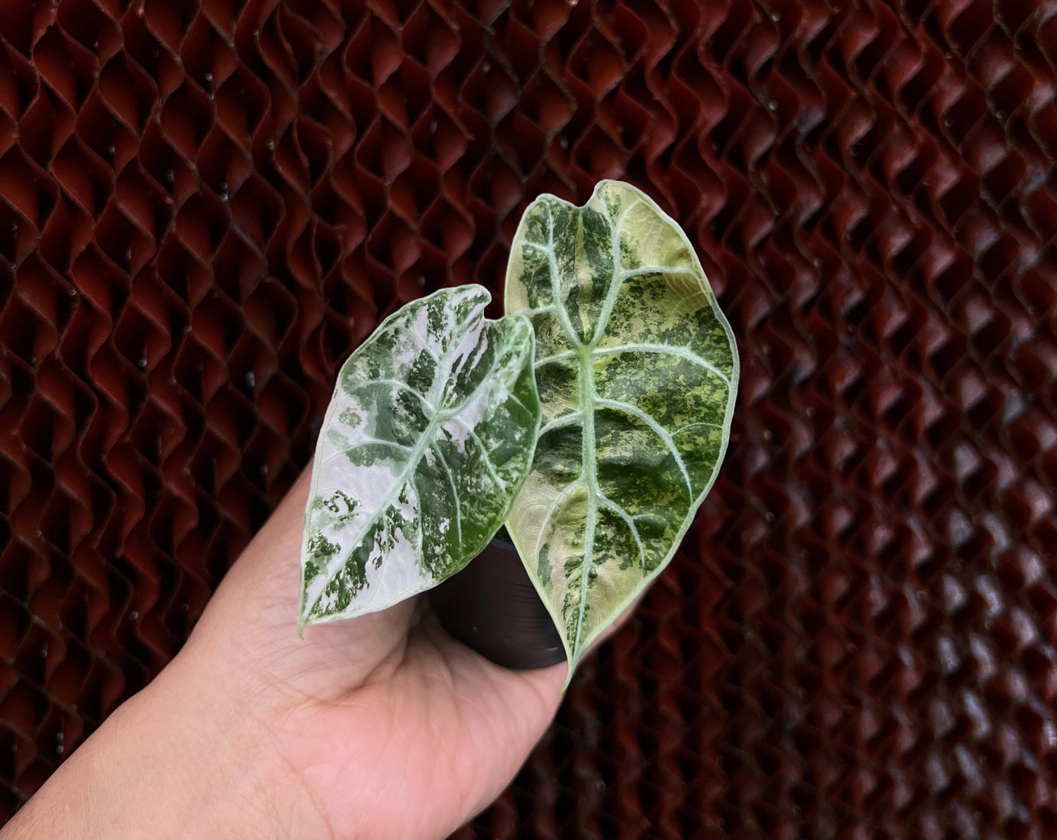 Alocasia Watsonia Pink Variegated Small Size
