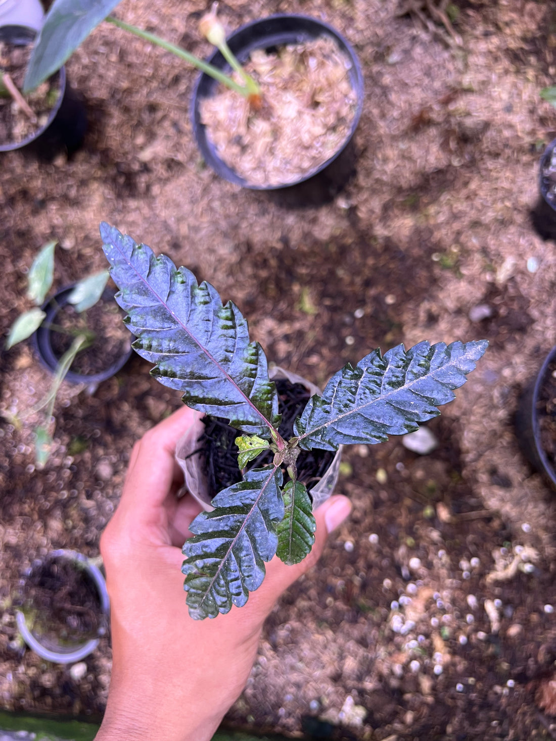 Leea zippeliana black sp timika papua
