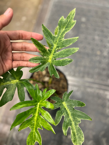 Philodendron Mayoii x Bob cee Variegated