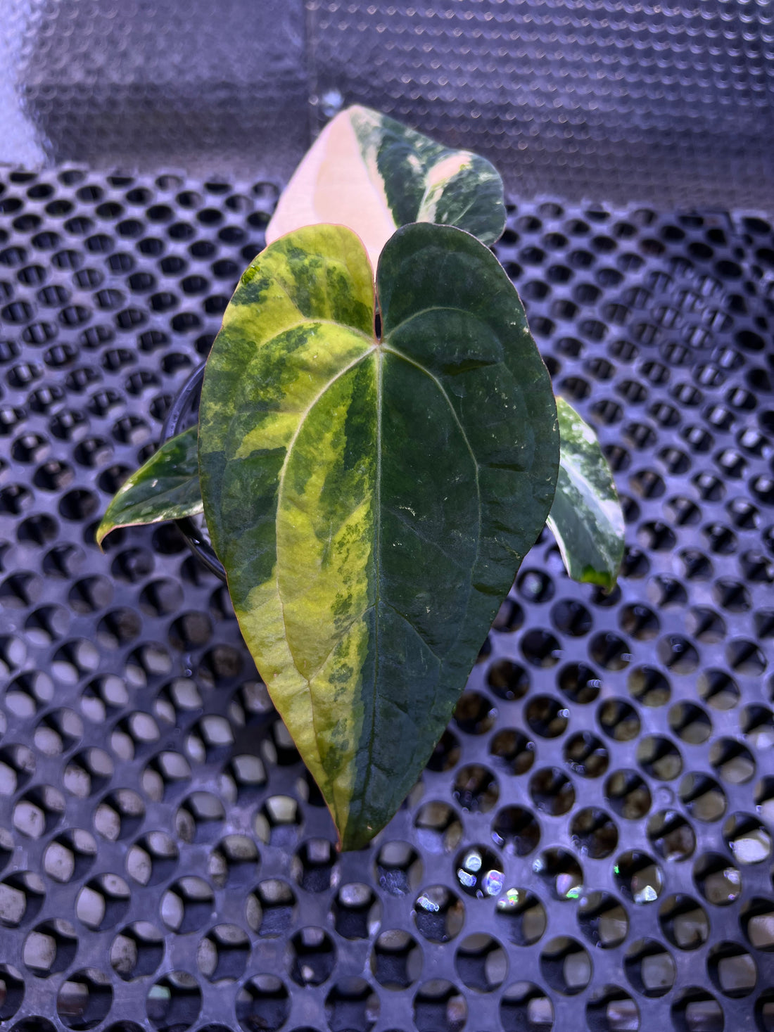 Anthurium(Papilillaminum x Magnificum) x Night Dragon