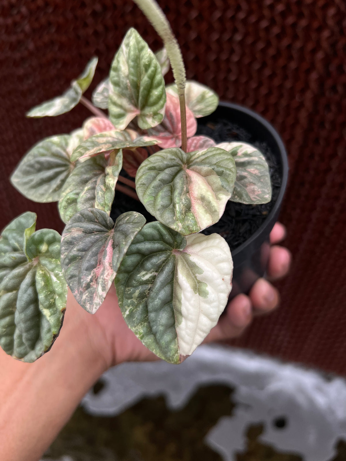 Peperomia Caperata Pink Lady
