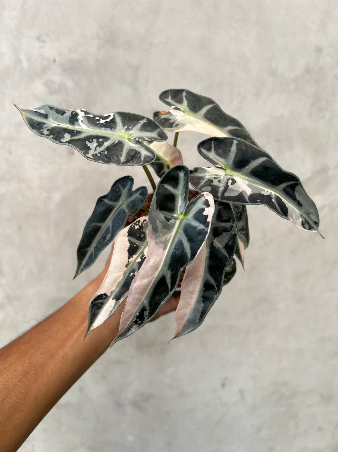 Alocasia Bambino Pink Variegated