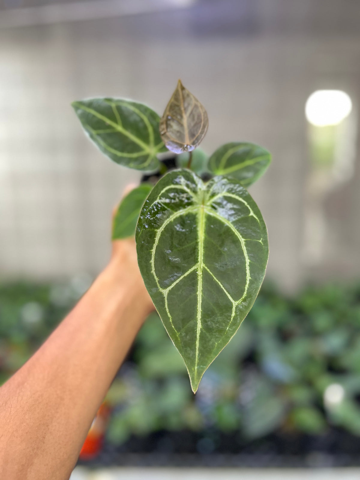 Anthurium Forgetii x (BVIT x Zara Michelle)