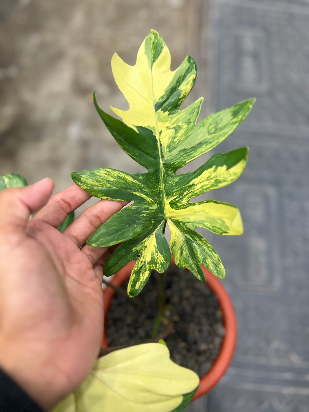 Philodendron Mayoii Variegated