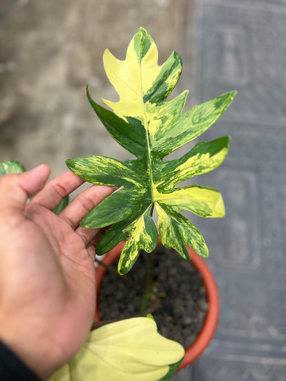 Philodendron Mayoii Variegated