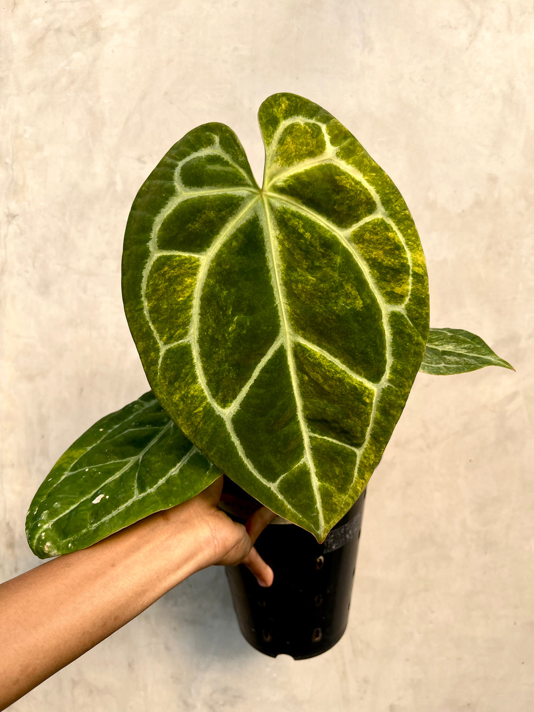 Anthurium Forgetii Variegated x Red Legacy