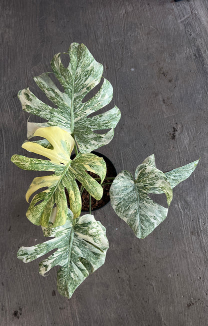 Monstera Legacy Diamond