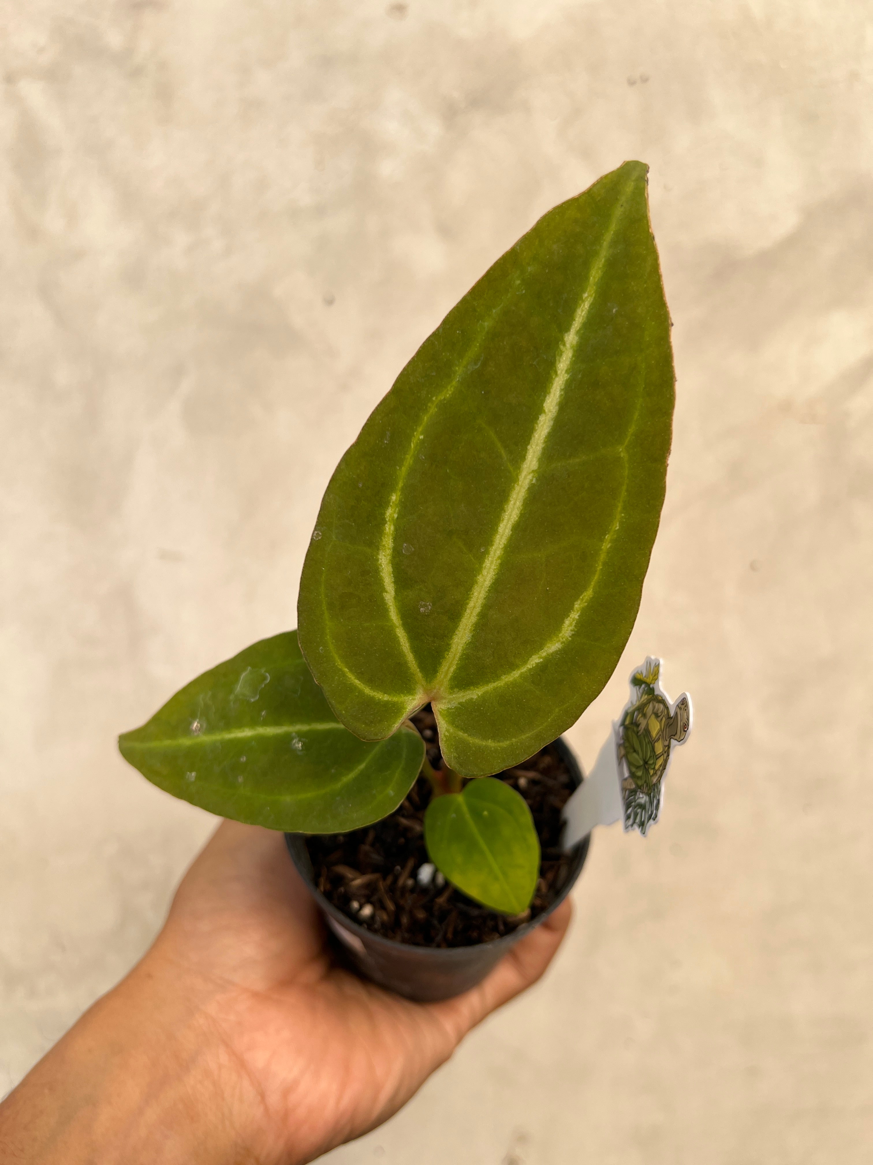 Anthurium (Red Velvet cake x Michelle) x Palidiflorum