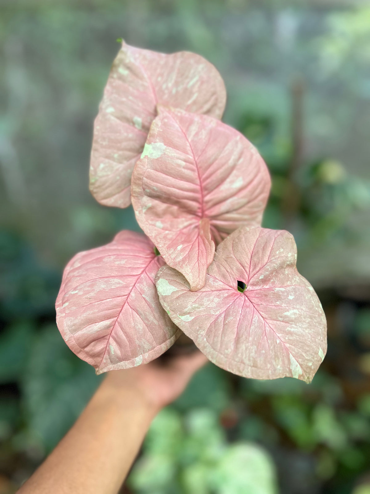 Syngonium Pink candy