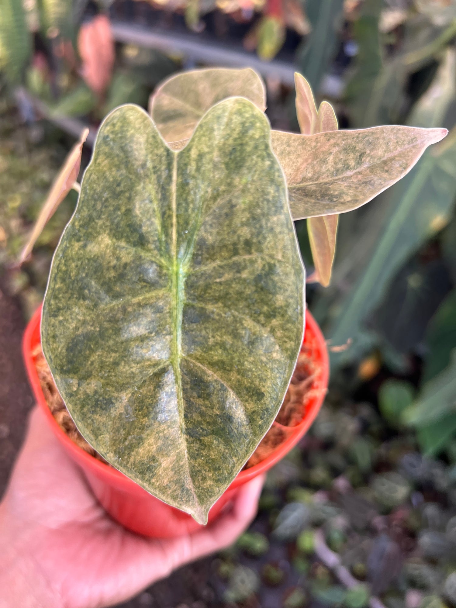 Alocasia Golden Bone Variegated