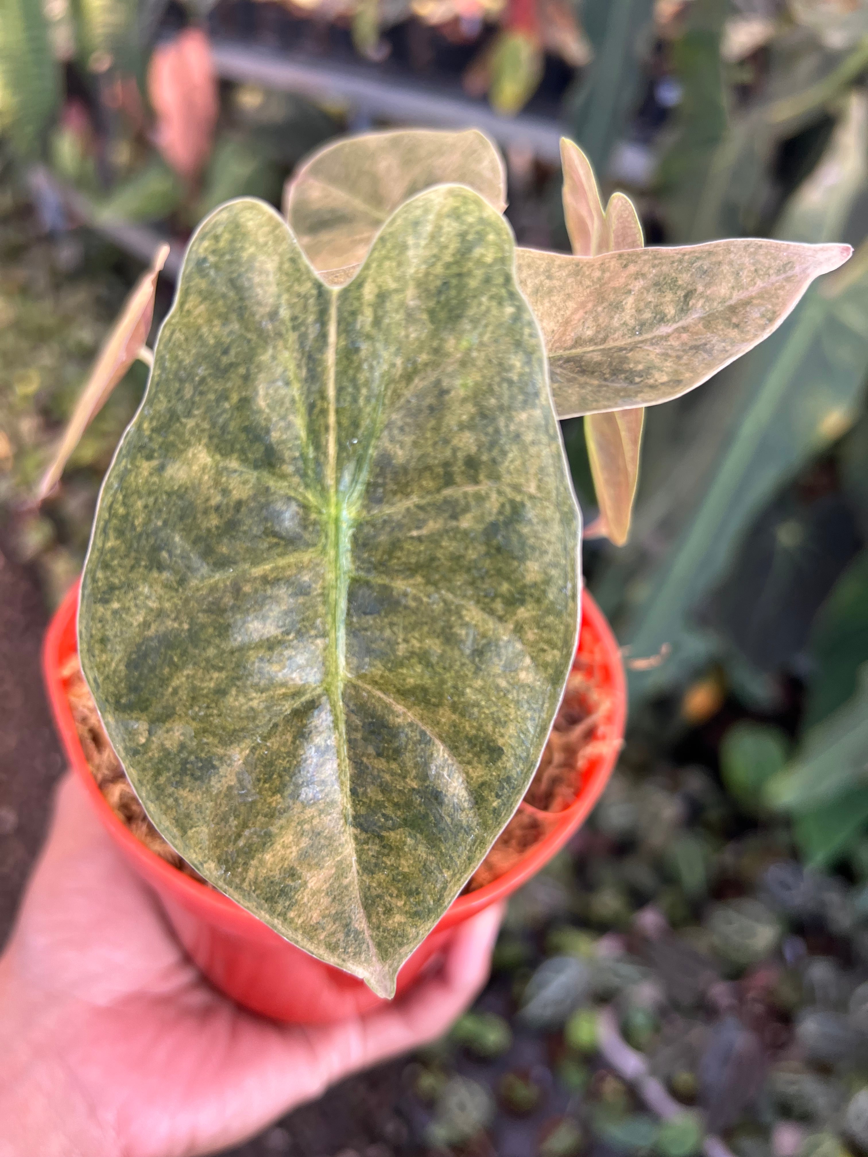 Alocasia Golden Bone Variegated
