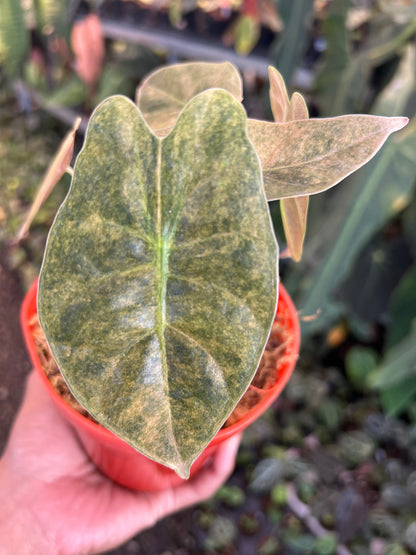 Alocasia Golden Bone Variegated