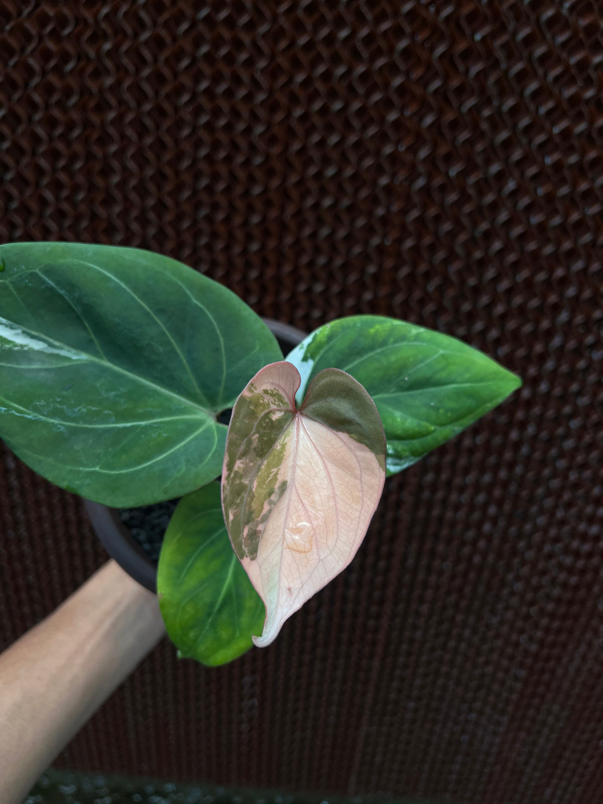 Anthurium King Of Spades white Variegated
