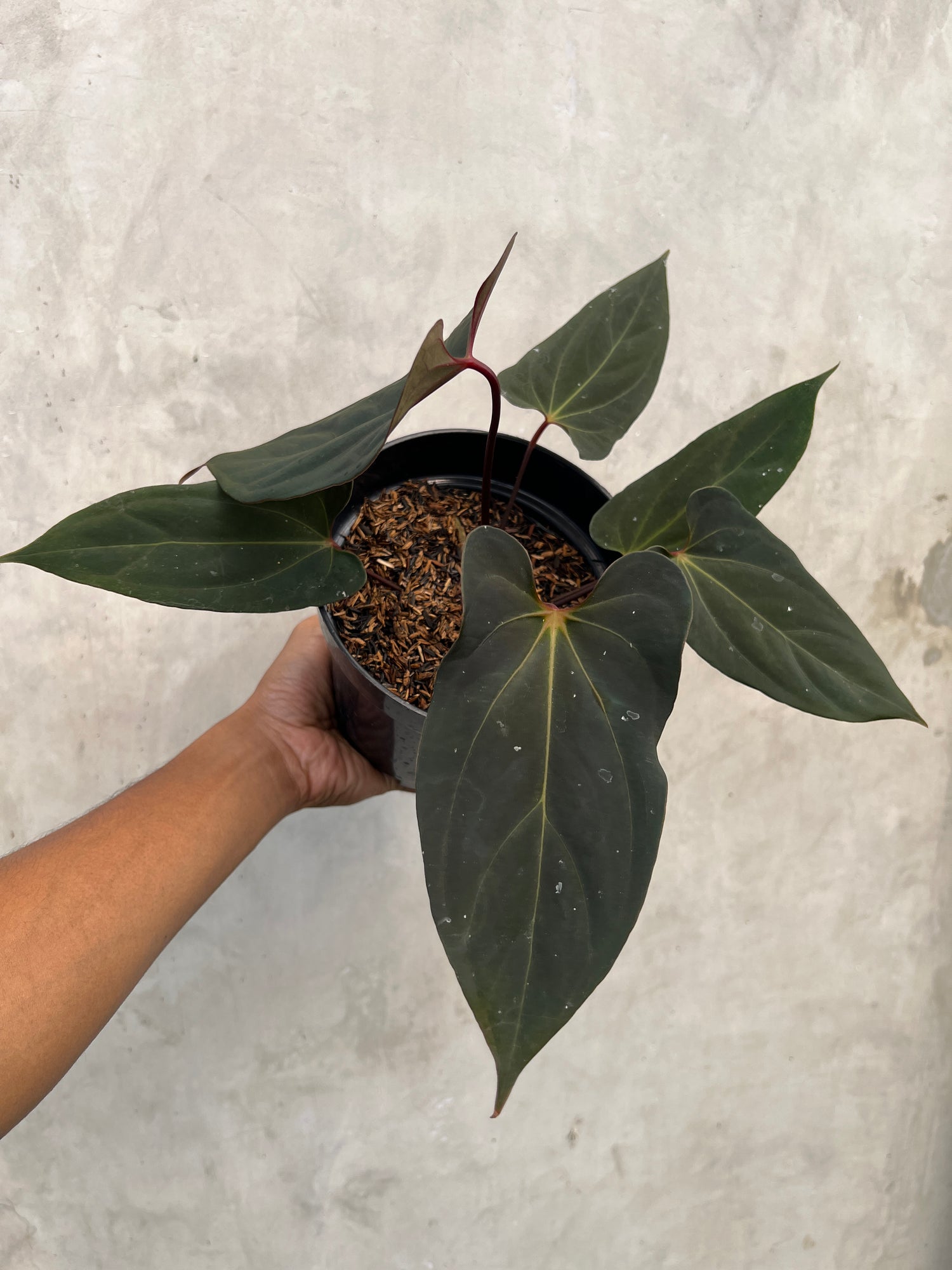 Anthurium Blood Of Blue