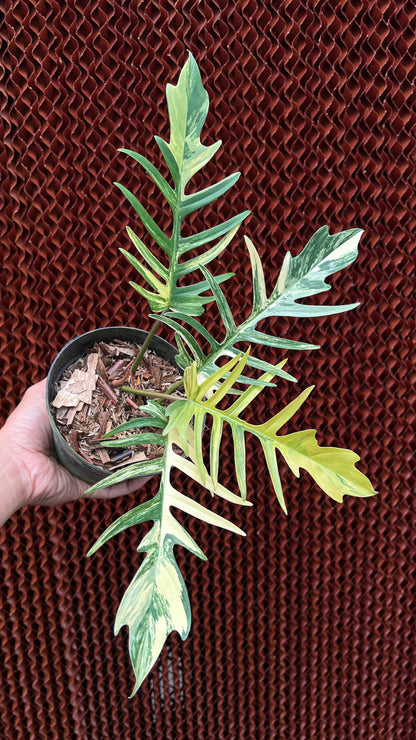 Philodendron Florida Beauty x Tortum