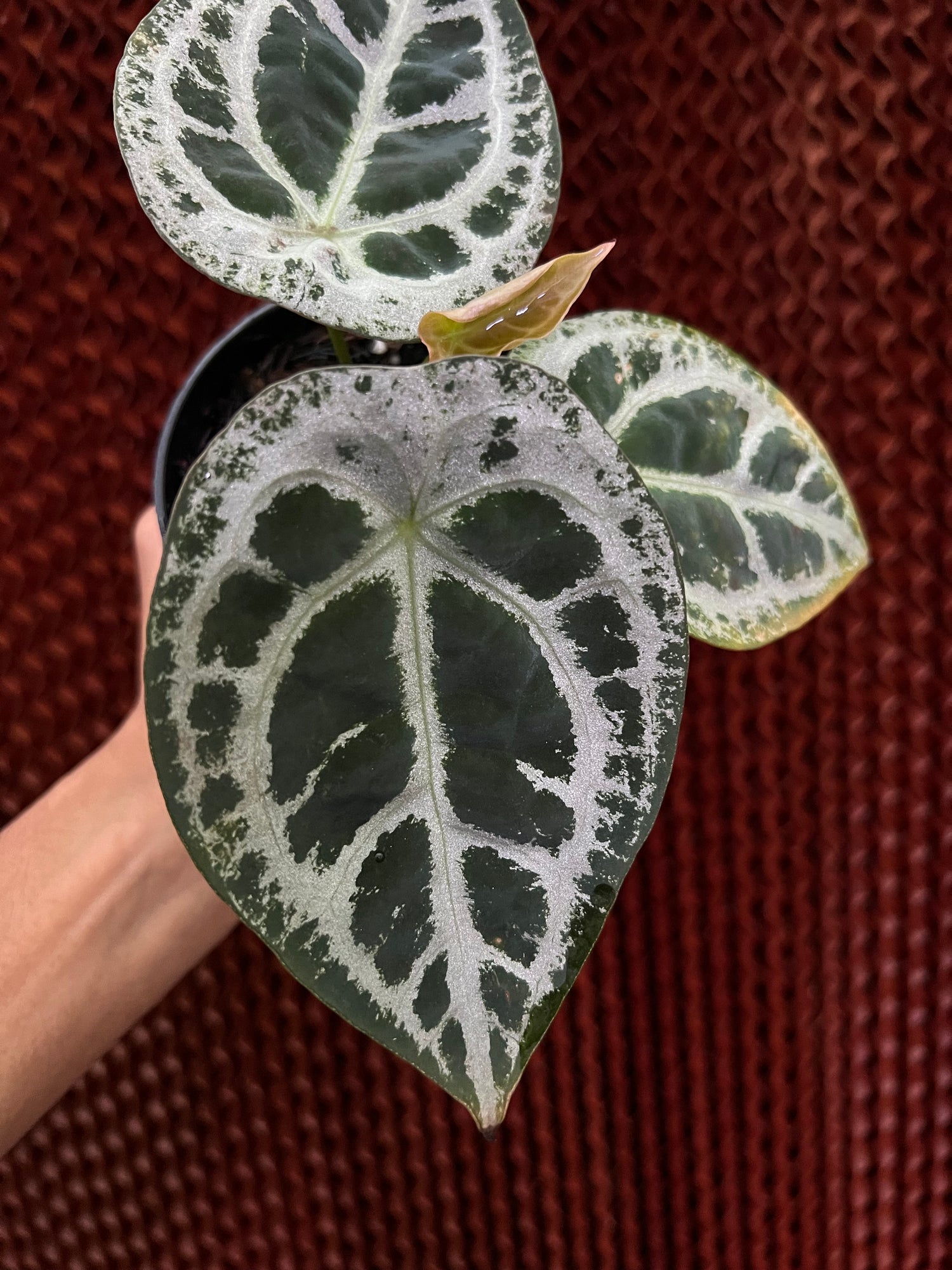 Anthurium Forgetii ET
