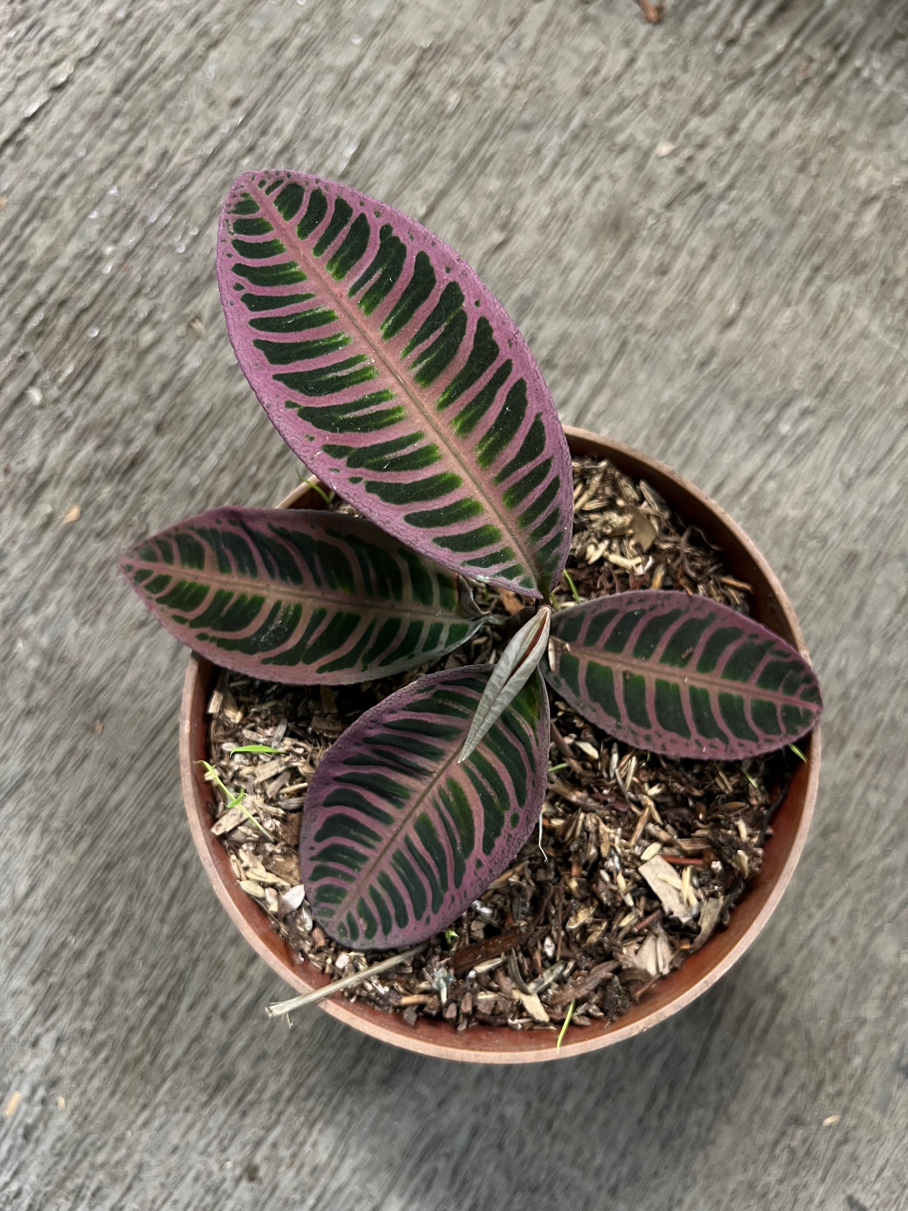Labisia – Siapnanam | Rare Plant Nursery