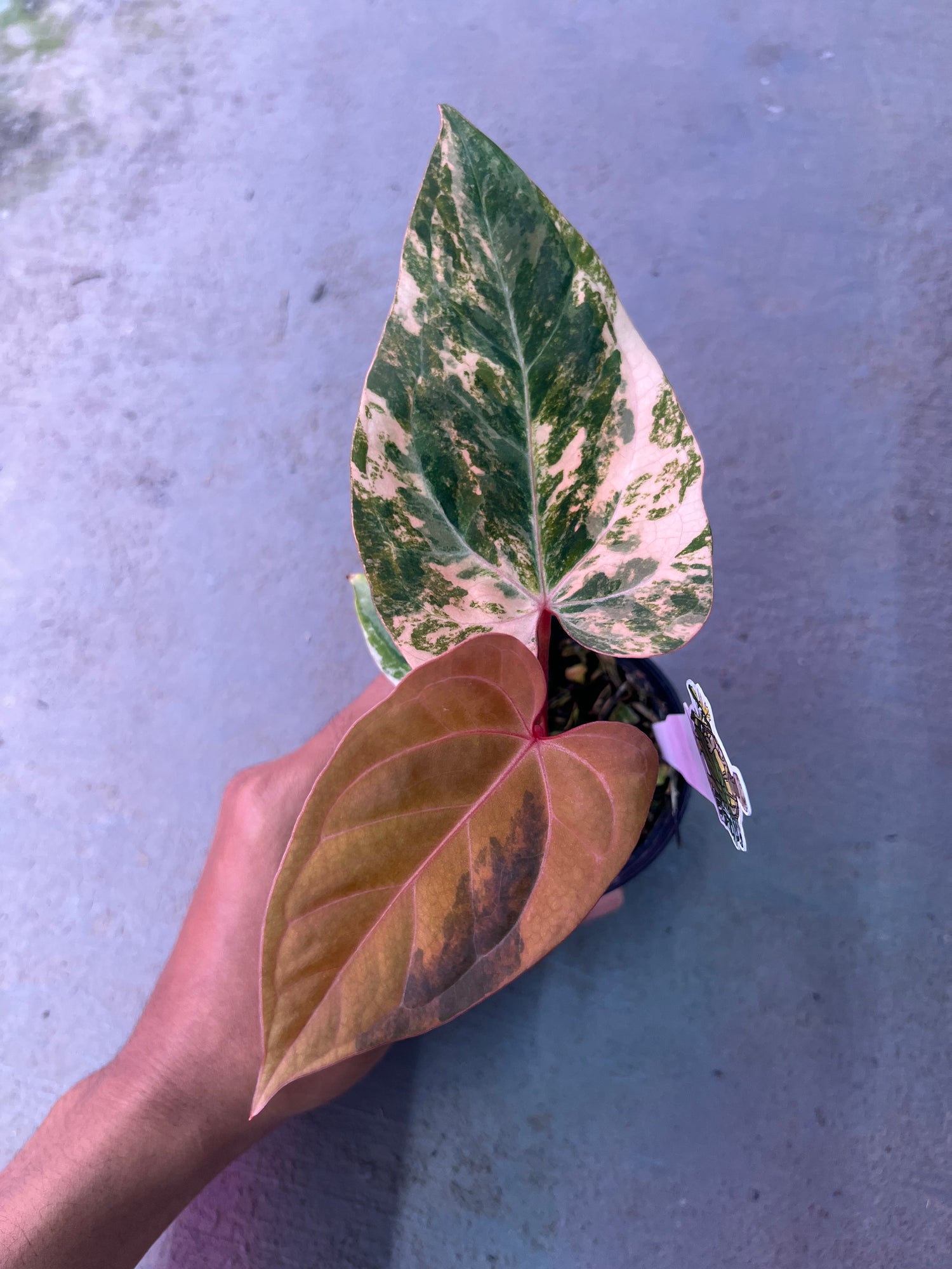 Anthurium Papilillaminum Pink x Red Legacy selected