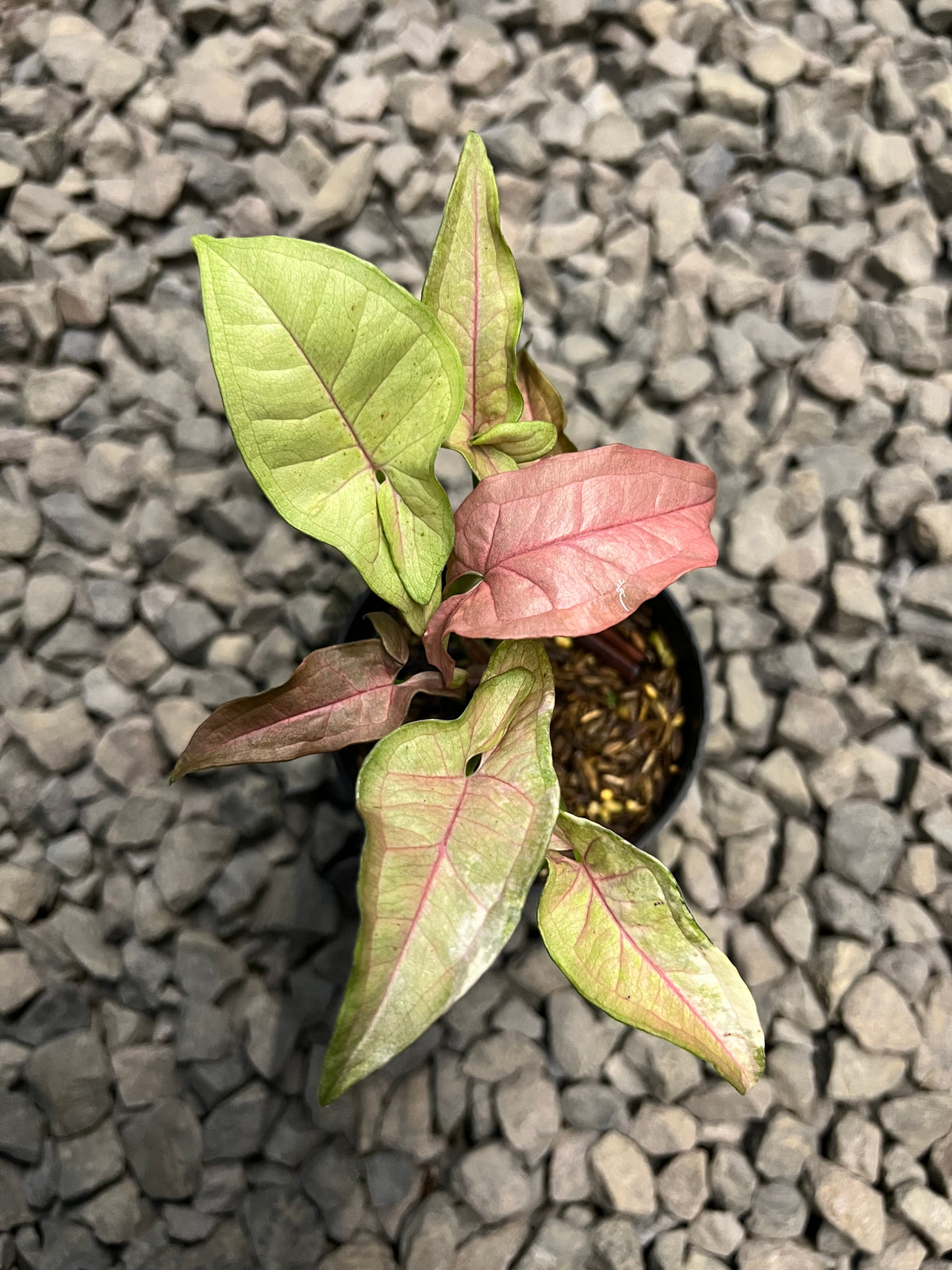 Syngonium Double red variegata
