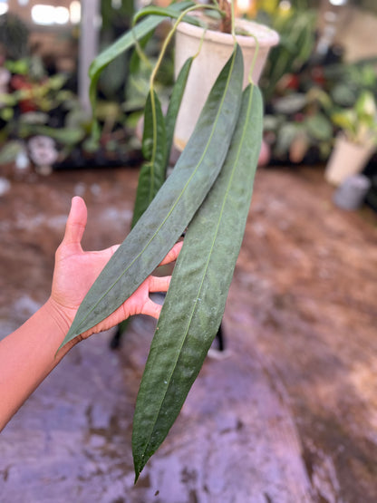 Anthurium Wendingeri