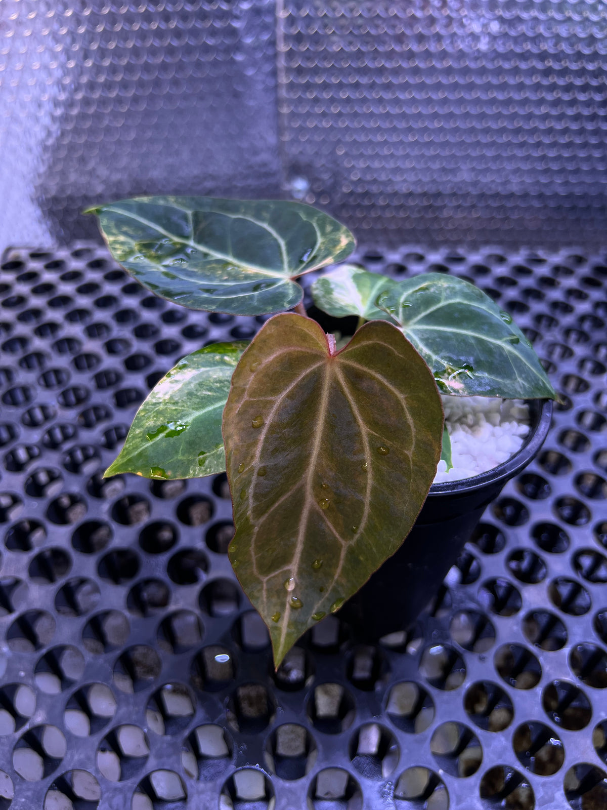 Anthurium Black Venom x Angela Black Widow