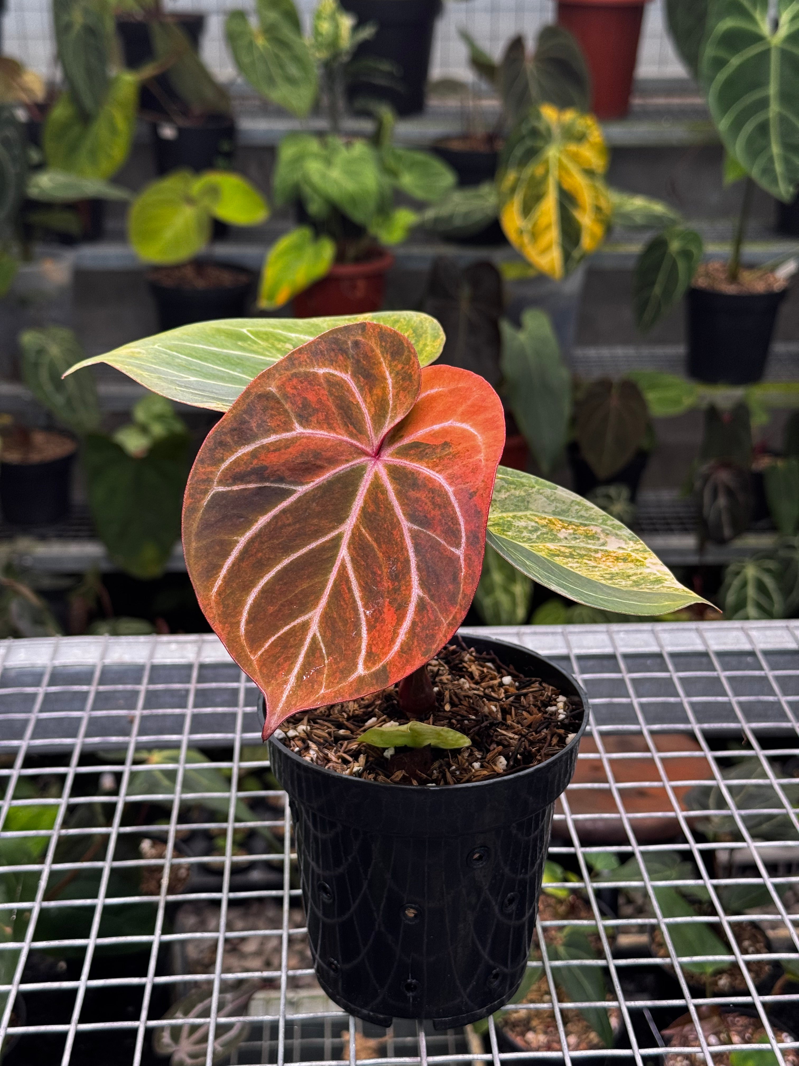 Anthurium King Of Spades Variegated