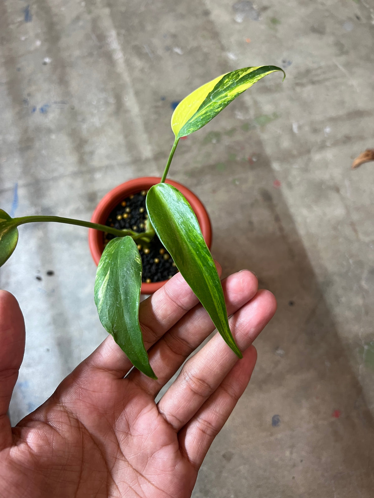 Monstera Burle Mark Flame Variegated