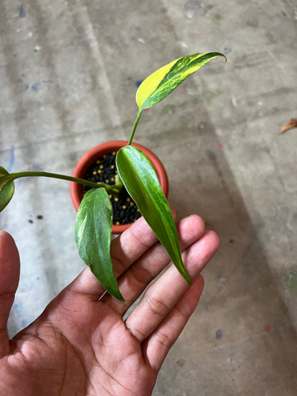 Monstera Burle Mark Flame Variegated