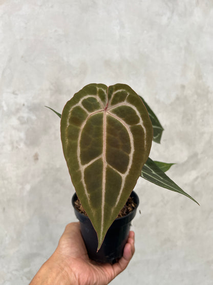 Anthurium Michelle Variegated x ( Brown Derby x Michelle)