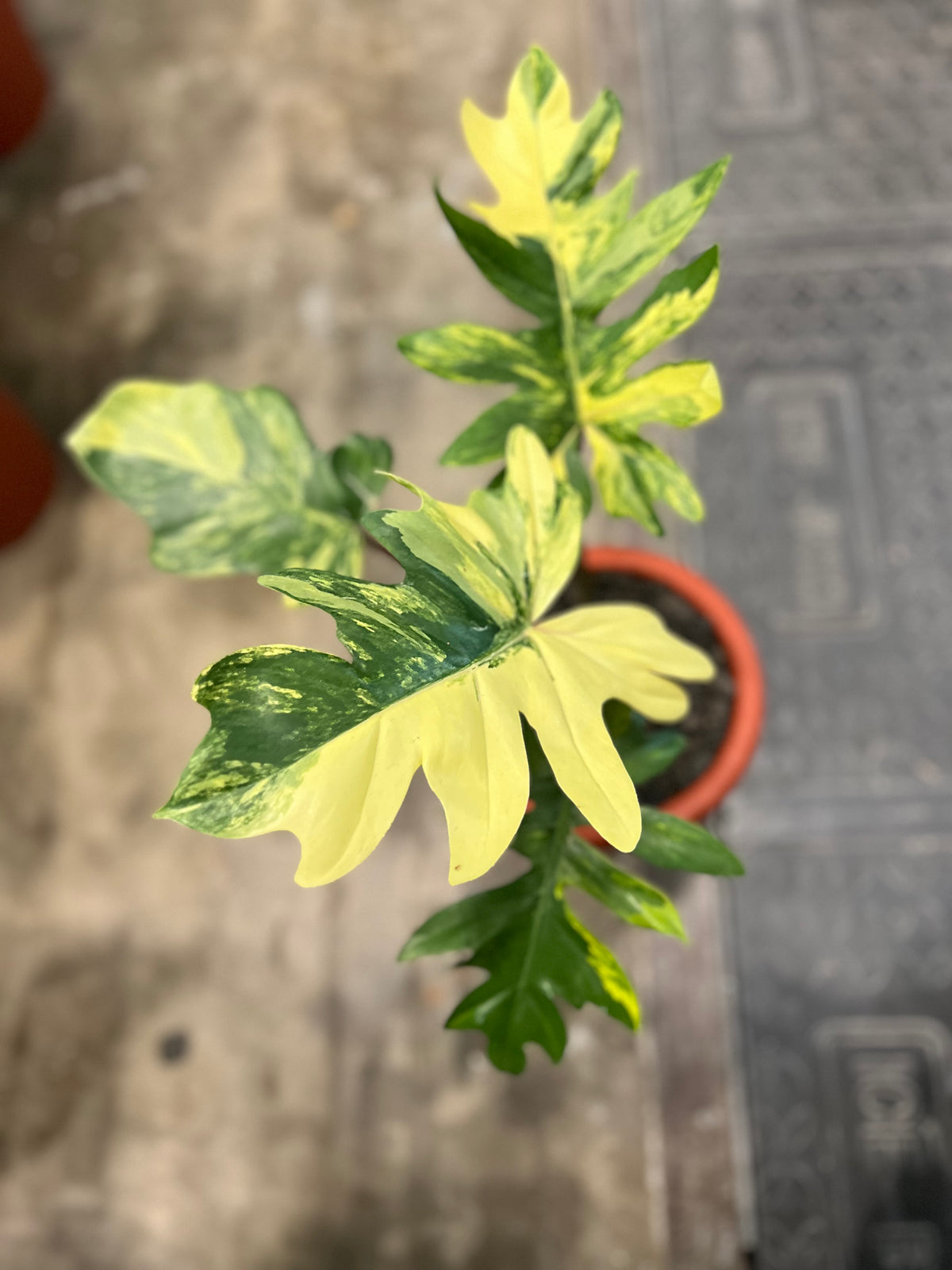 Philodendron Mayoii Variegated