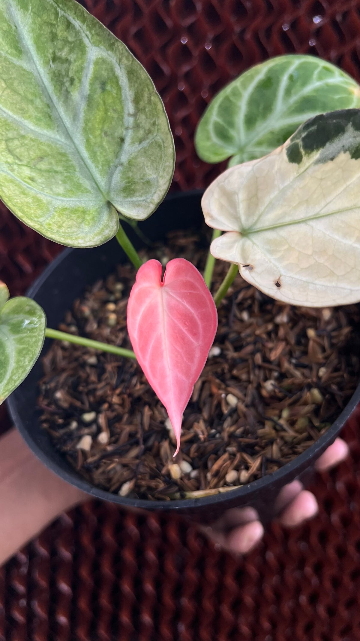 Anthurium Silver Blush Variegated