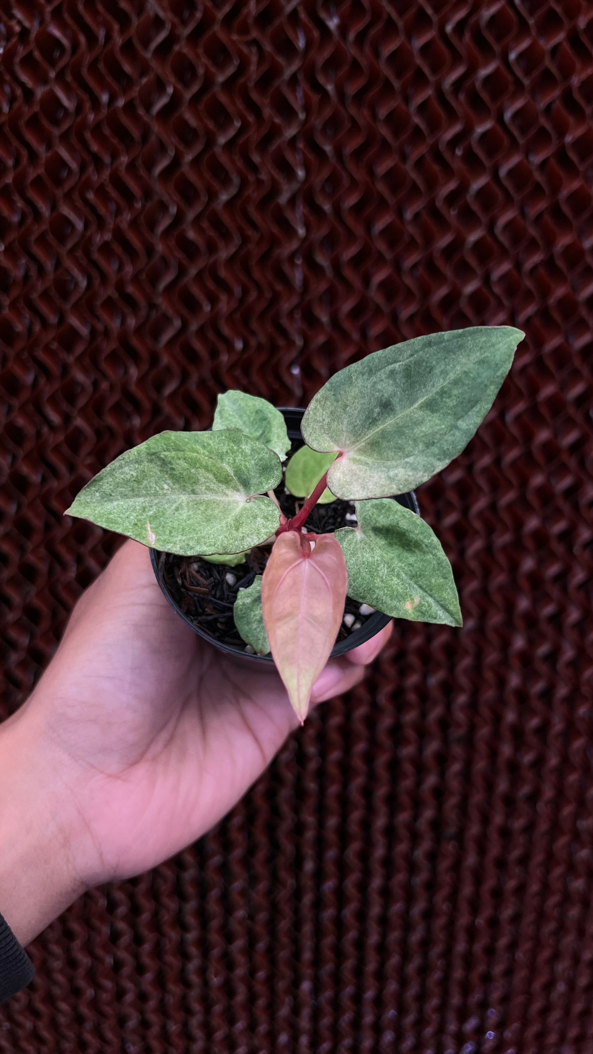 Anthurium Papilillaminum RVDP Mint Variegated