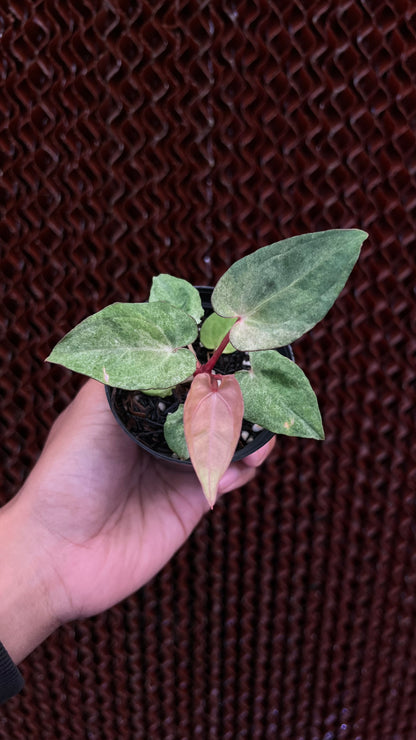 Anthurium Papilillaminum RVDP Mint Variegated