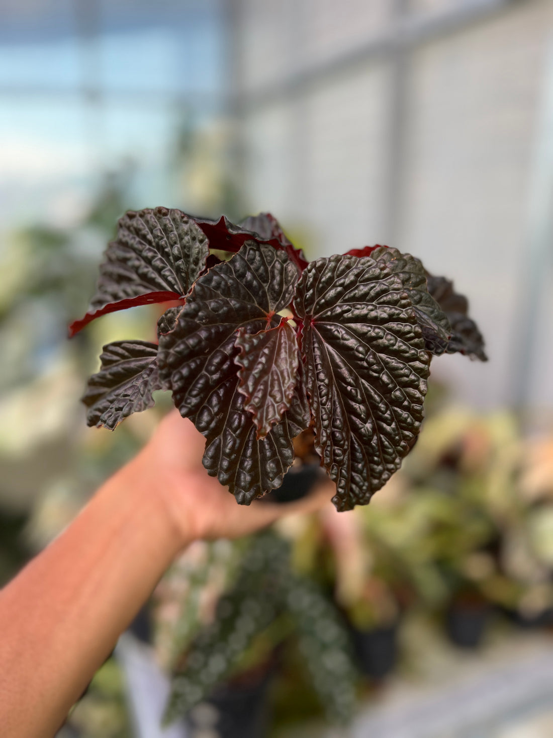 Begonia Blood Of Black Sp Papua