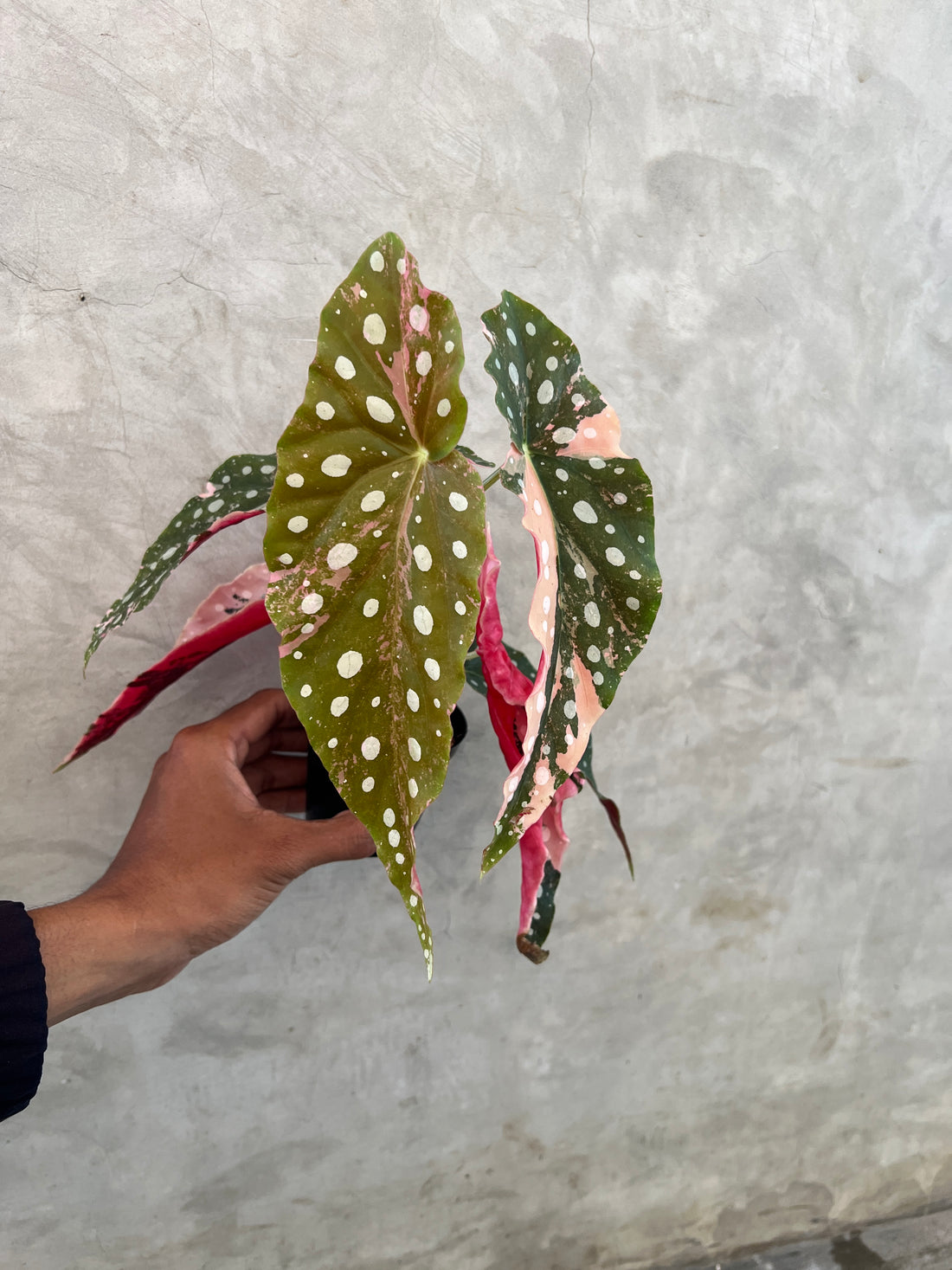 Begonia Maculata Variegated