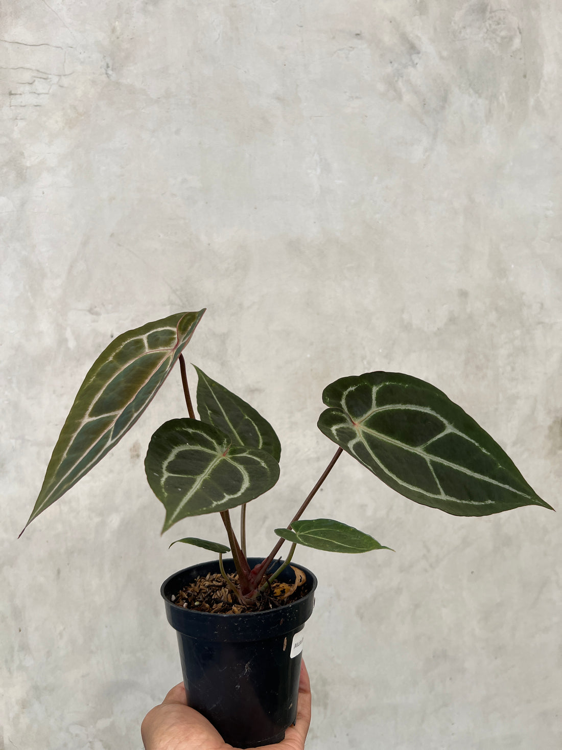 Anthurium Michelle Variegated x ( Brown Derby x Michelle)