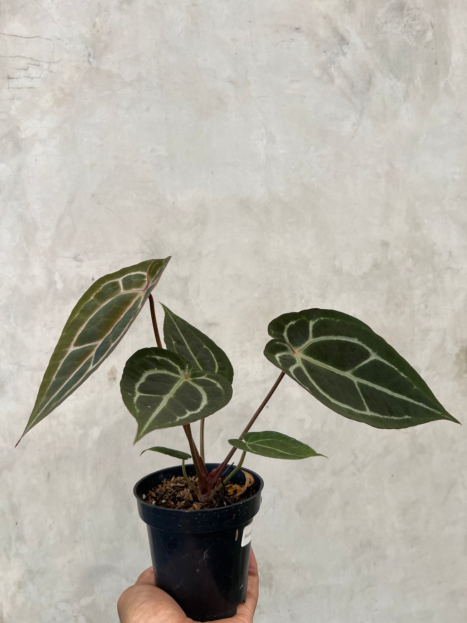 Anthurium Michelle Variegated x ( Brown Derby x Michelle)
